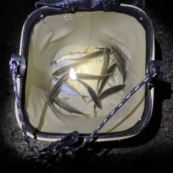 ジグサビキでアジ