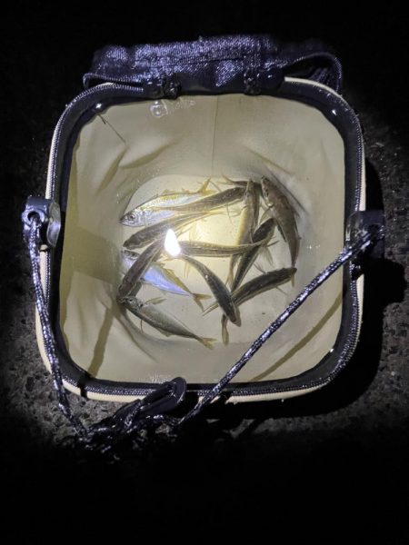 ジグサビキでアジ