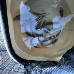 アジ時々ウリボウ