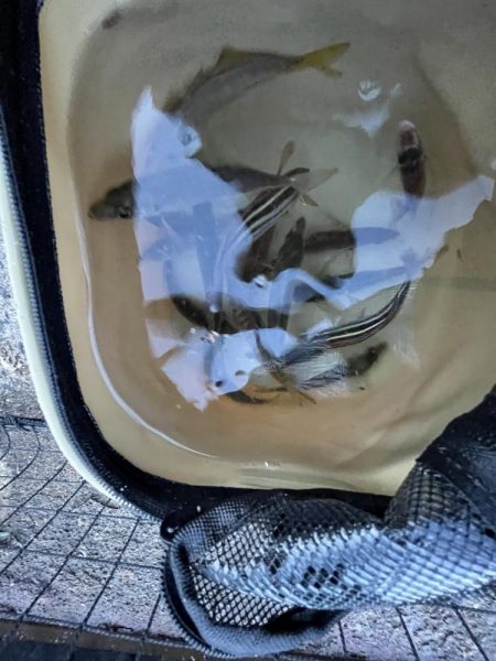 アジ時々ウリボウ