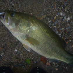 10月17日　一庫ダム釣行