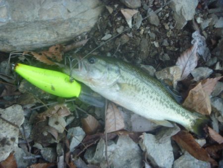 一庫ダム釣行　10月28日