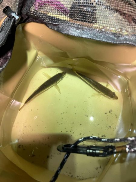 月夜の豆アジング