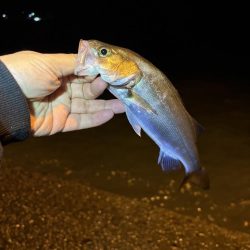 アジング釣査　爆釣