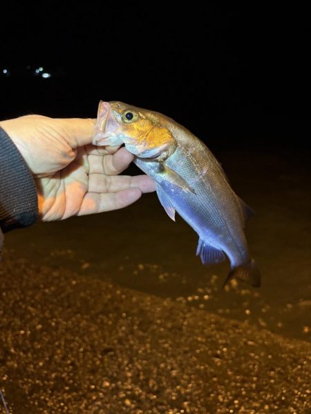 アジング釣査　爆釣