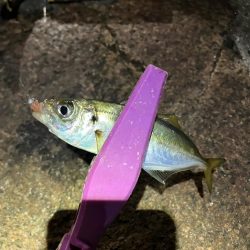 干潮潮止まりの悶絶アジング