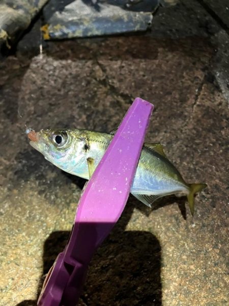 干潮潮止まりの悶絶アジング