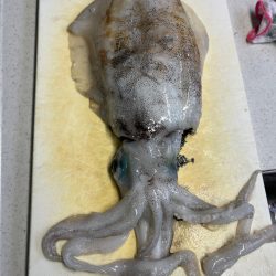 アオリイカ釣りに