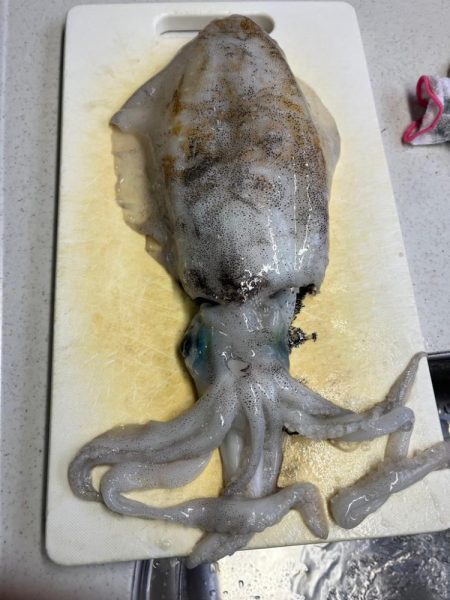 アオリイカ釣りに