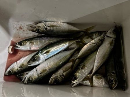 そろそろ中アジ始まる？