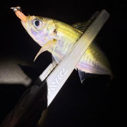 やっと、つ抜け達成