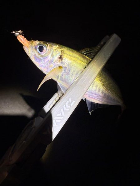 やっと、つ抜け達成