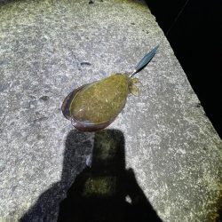 夜エギング好調〜