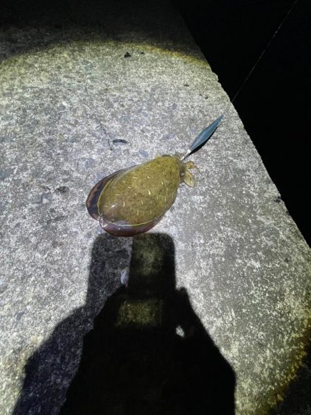 夜エギング好調〜