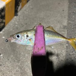 癒しの豆アジング