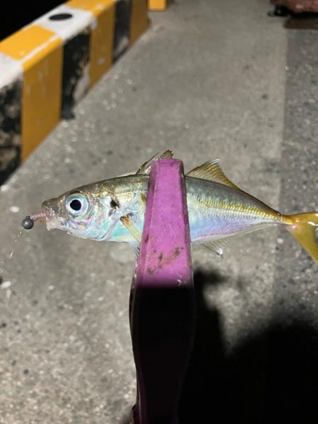 癒しの豆アジング