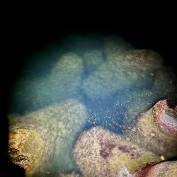 夜の短時間エギング