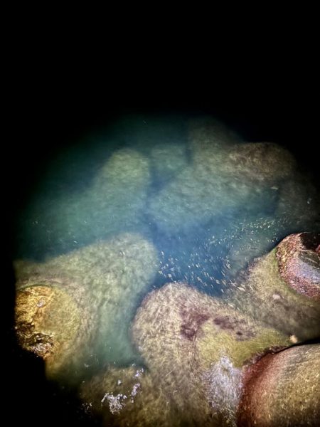 夜の短時間エギング