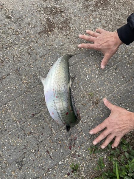 大阪湾奥ショアジギ