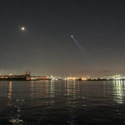 イワシの群れが汽水域まで!