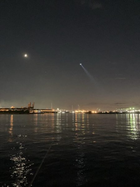 イワシの群れが汽水域まで!