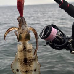 エギングまだまだ釣れます