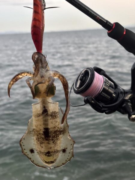 エギングまだまだ釣れます