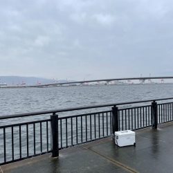 アジ・メジロ　ダブルヘッダー