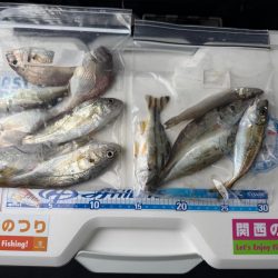 キス釣り、五目釣り