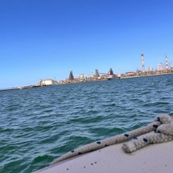 スナメリのせいで青物の気配なし