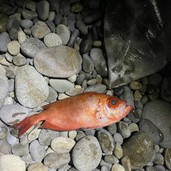 サーフカゴ釣り