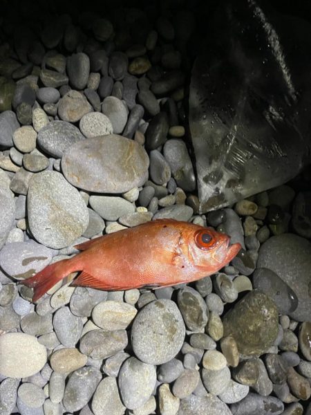 サーフカゴ釣り