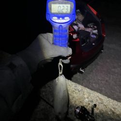 秋🦑　タコに注意！