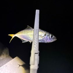 アジングに沼る私