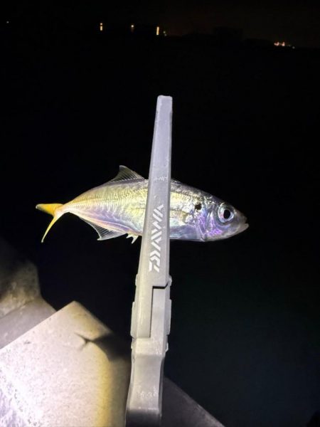 アジングに沼る私