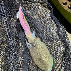 秋🦑　釣れれば楽しい🤗