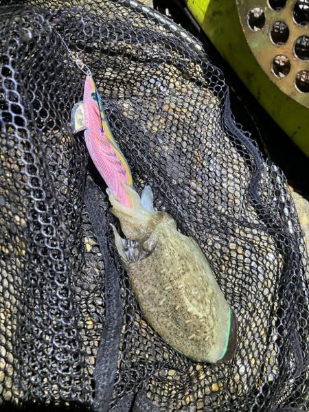 秋🦑　釣れれば楽しい🤗