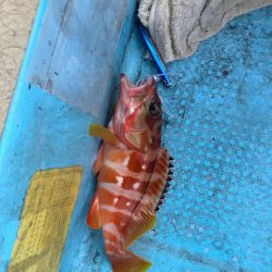 ダイソーインチク