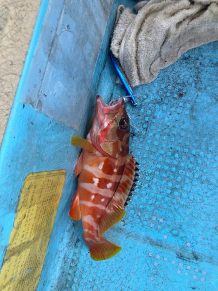 ダイソーインチク