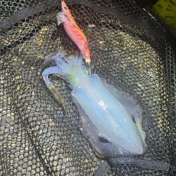 秋🦑何とか5杯(^.^)