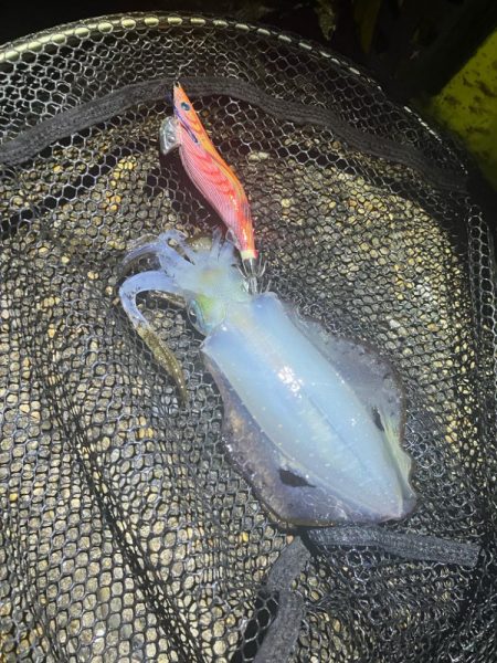 秋🦑何とか5杯(^.^)