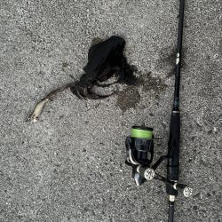 久しぶりのエギング釣行