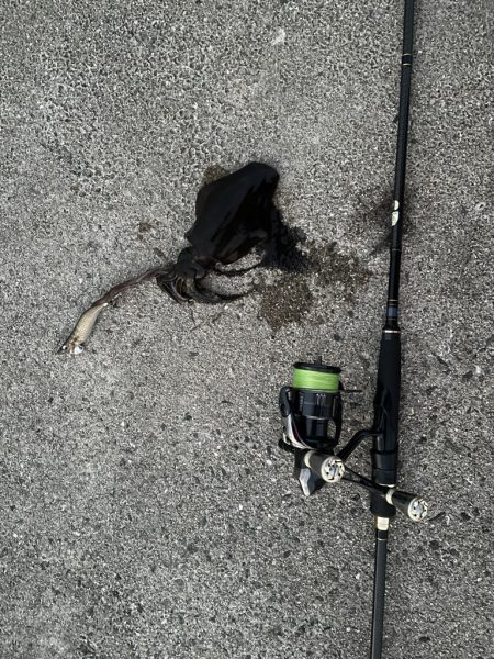 久しぶりのエギング釣行