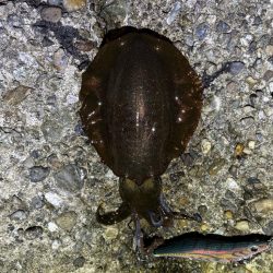 巻きのエギング楽しい！