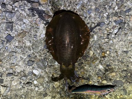 巻きのエギング楽しい！