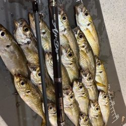 鯵道5Ｇ鱗付け！