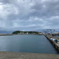 雨でもコウイカは抱く