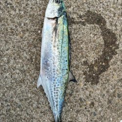 サワラ釣りたい