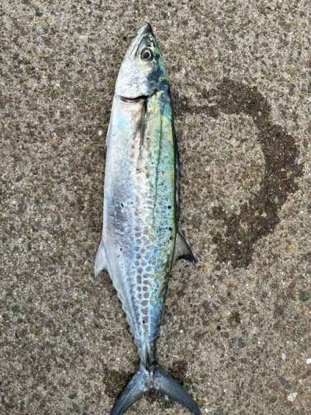 サワラ釣りたい