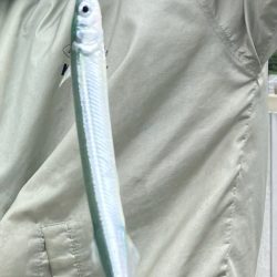 サヨリウジャウジャおかえりアジ